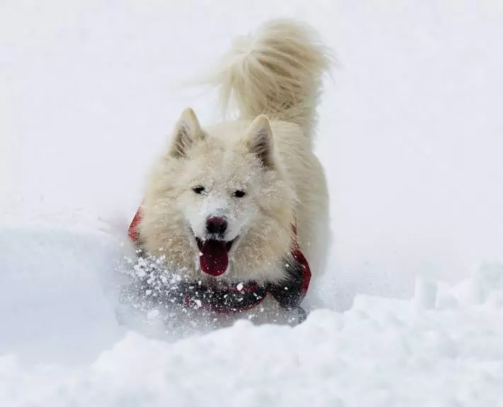 Link the wolfdog gets deep in Duffey Lake, B.C.